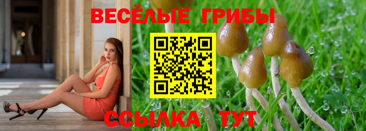 Галлюциногенные грибы Psilocybe Невинномысск
